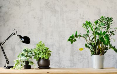 Office Wallpaper Installation in Alpharetta, GA